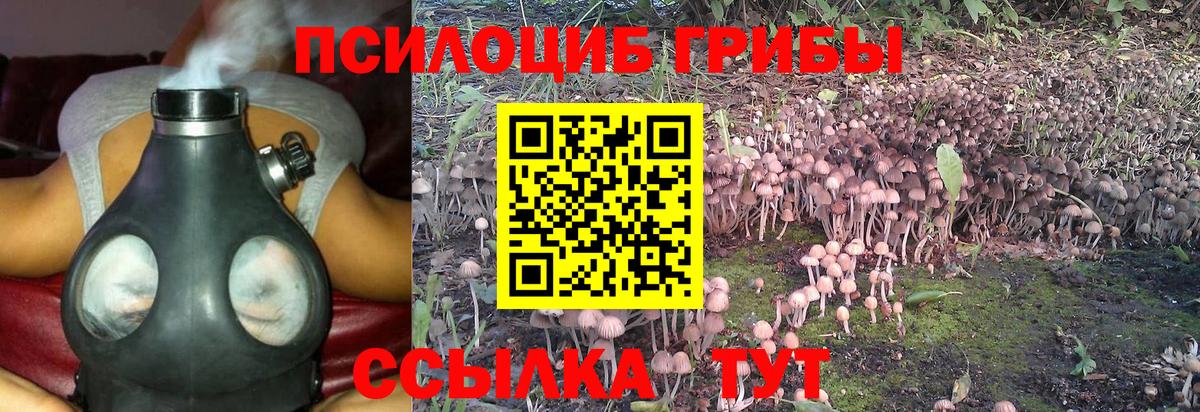 Псилоцибиновые грибы Psilocybine cubensis Карталы
